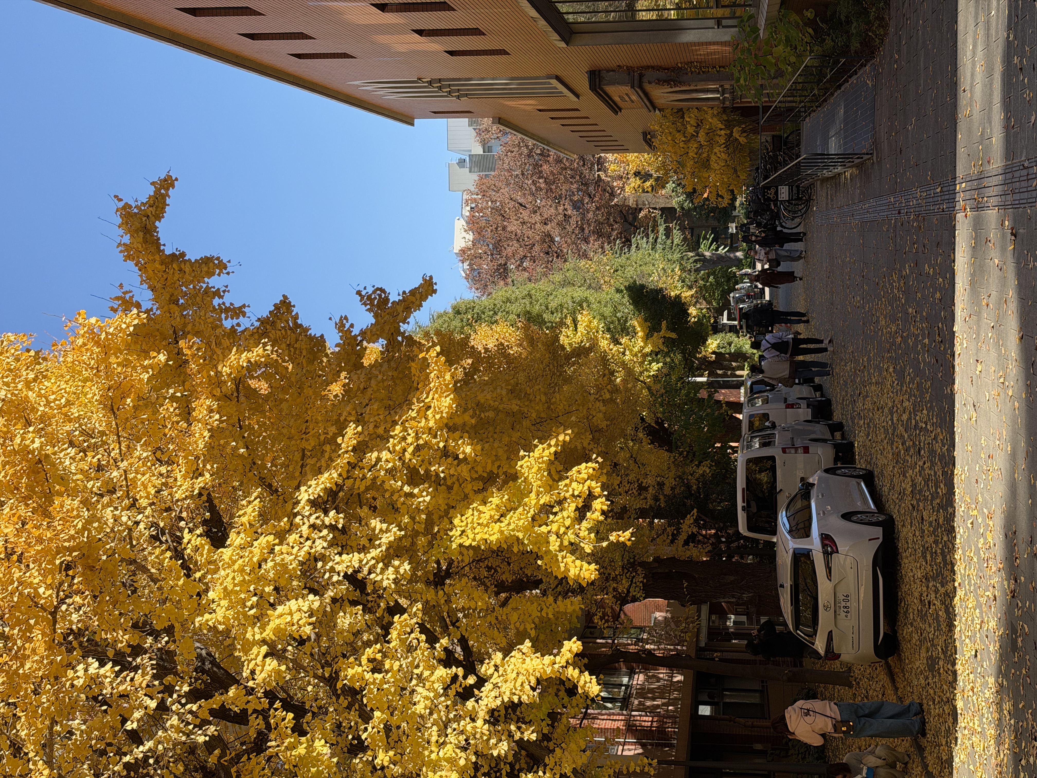 Autumn at University of Tokyo